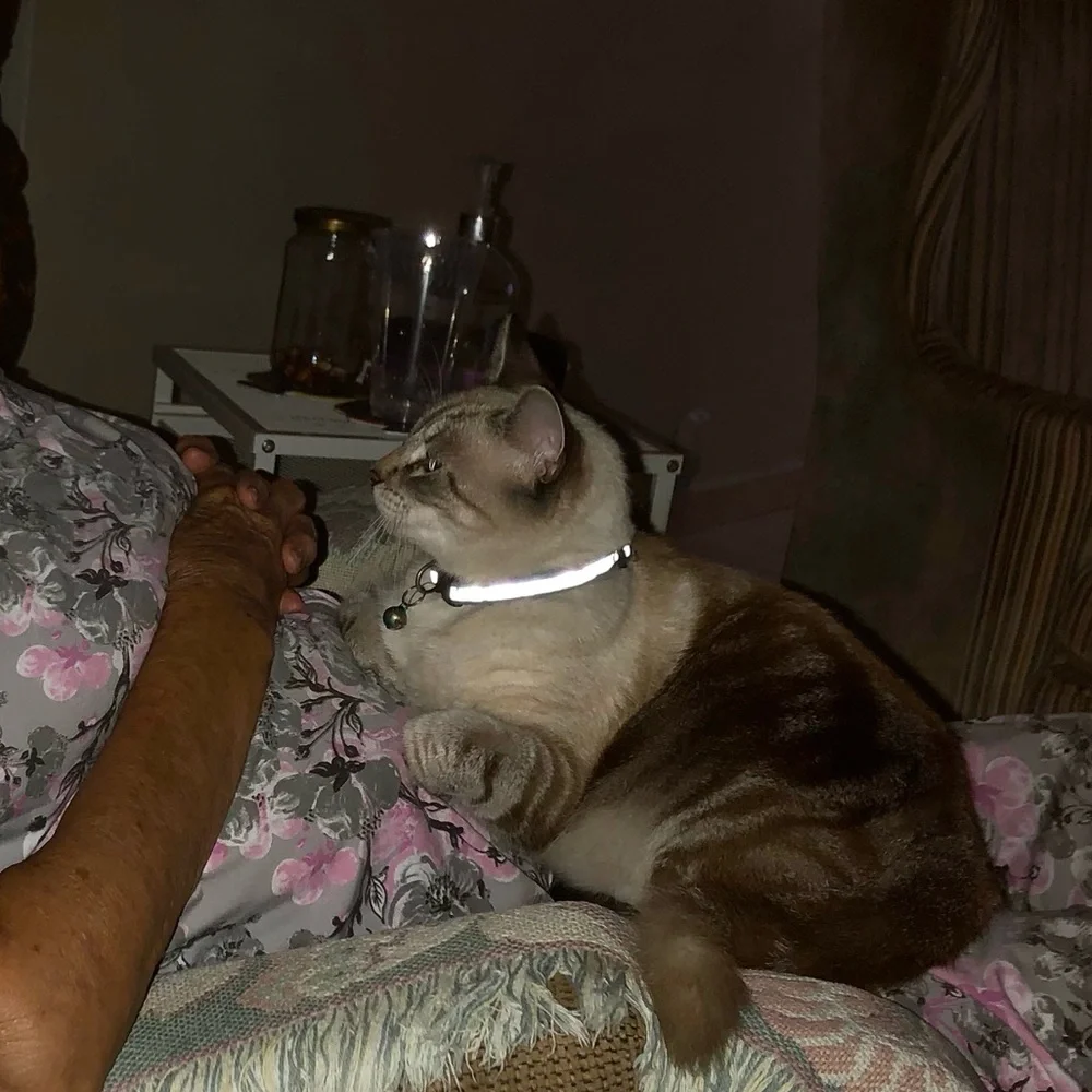 Cat or Small Dog Reflective Adjustable Collar with Bell and Quick Release Buckle